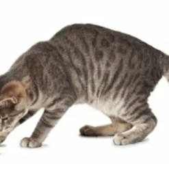 Petsafe Petsafe Multi-laser -Trixie Verkoopwinkel petsafe petsafe multi laser 2